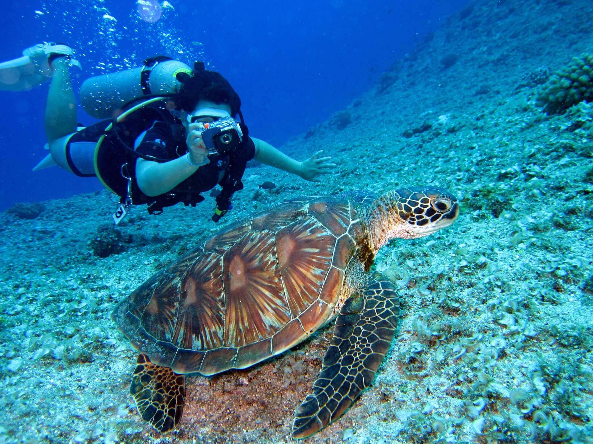 Scubadiver taking a photo of a turtle that is swimming